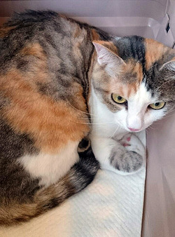 ひかり