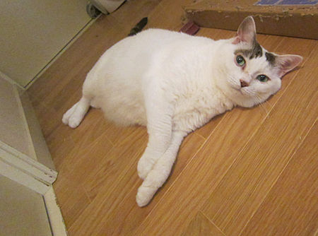 豆花