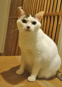 豆花