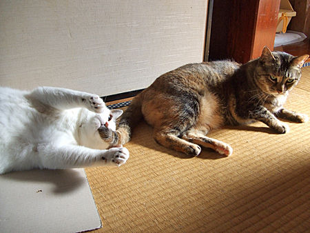 Ʀ�֤��ߤפ�