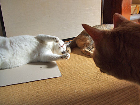 ���ʤ�Ʀ��