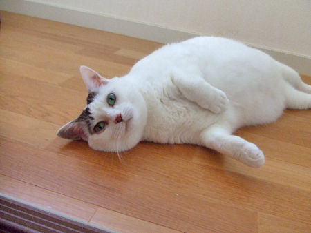 豆花