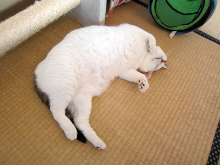 豆花
