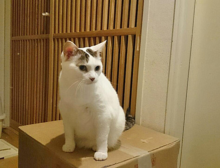 豆花
