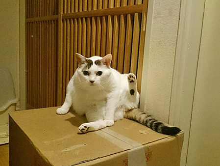 豆花