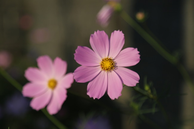 秋桜