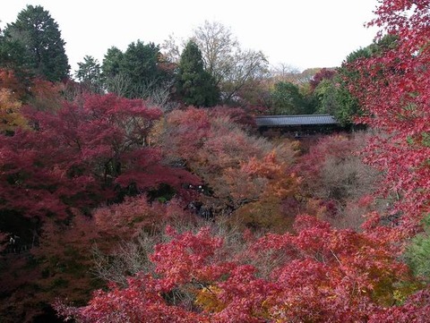京都は 「東福寺」の紅葉を取材しました!「通天橋」からの眺めは最高でした♪