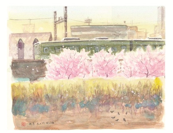 ボケボケの一日 透明水彩スケッチ『枚方市 天の川 桜の頃』