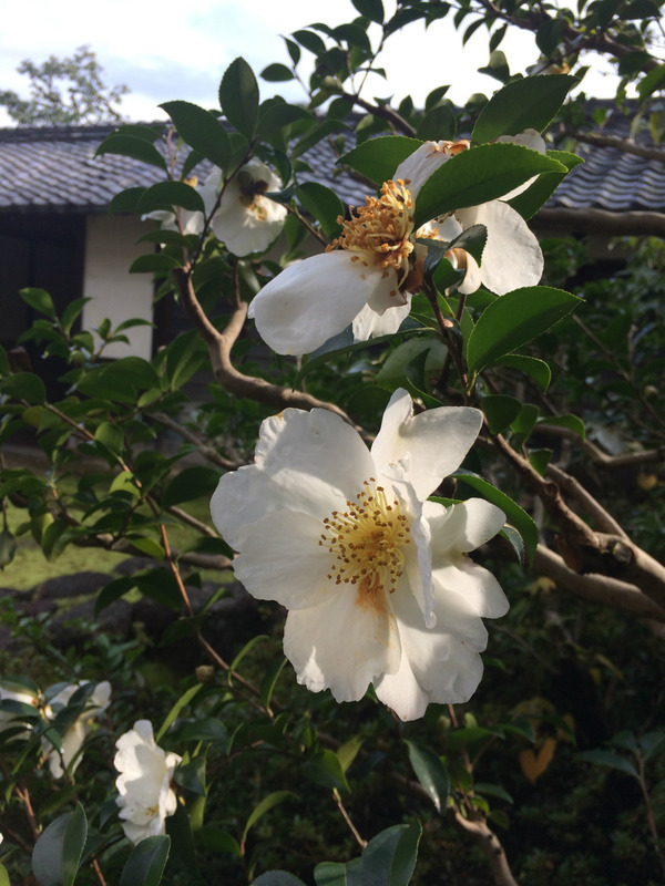 20161119_050110518_iOS