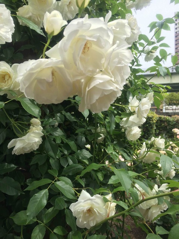 20140519_013314711_iOS