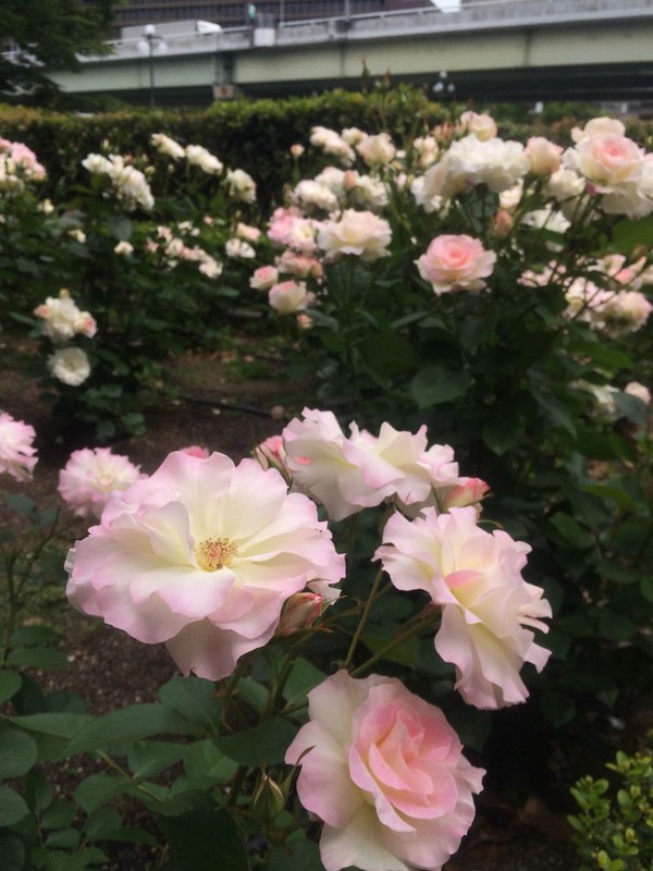 20140519_013222916_iOS