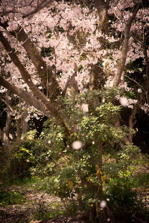 DSC_7460-Edit
