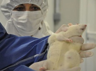 Rat 2