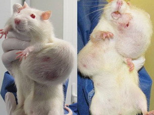 Rats 1