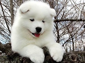 dog Samoyed 3
