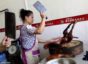 china dog 18