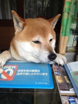 シバ君2