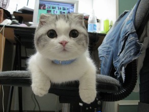 cat Scottish Fold 4