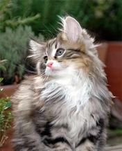 cat Norwegain Forest 3