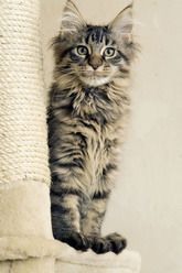 Maine coon 2
