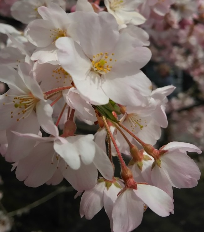 sakura