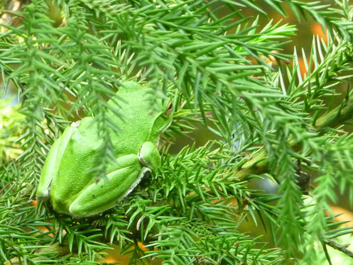 かえる