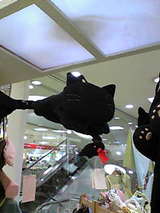 飛ぶ黒猫
