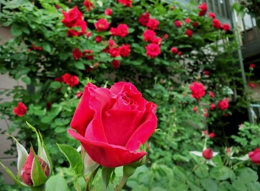 20150519 (5)