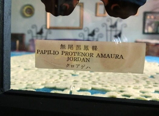 ¥¯¥í¥¢¥²¥Ï (1)