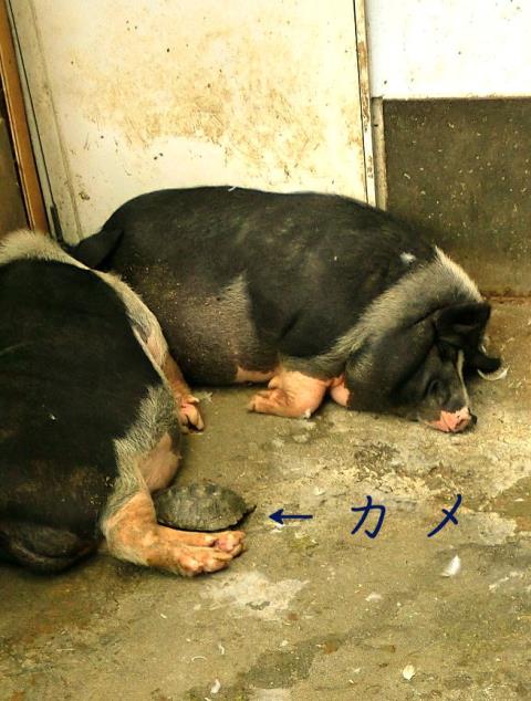 º´µ×»Ô¥¹¥¨¥È¥·ËÒ¾ìB (9)