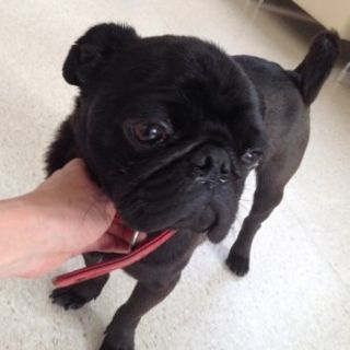 pet2014-03-01-3-082093299654_th320