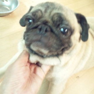 pet2014-07-20-9-361440925597_th320