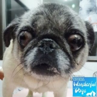 pet2014-05-23-3-462031016023_th320