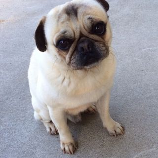 pet2014-02-21-9-272082166499_th320