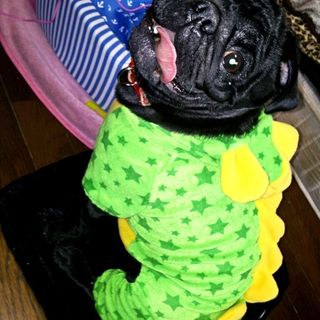 pet2013-03-12-9-131203424013_th320