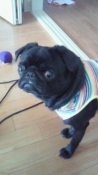 pet2013-03-06-4-17645663577