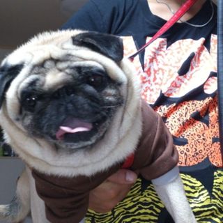 pet2013-10-31-9-191550326715_th320