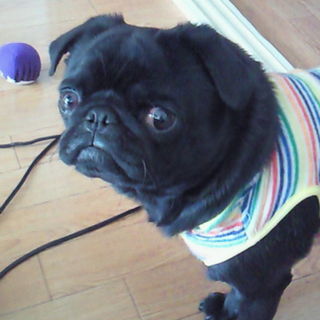 pet2013-03-06-4-17645663577_th320
