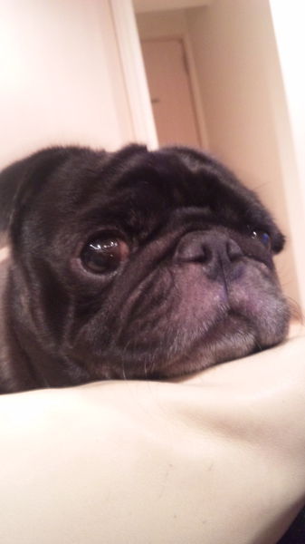 pet2013-02-05-11-59988094260