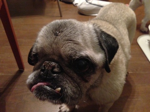 pet2013-03-01-8-42856464209