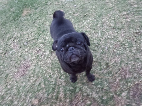 pet2013-02-09-12-052078020399