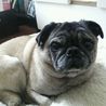 pet2013-03-19-10-40136356343_th98