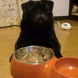 pet2014-02-14-2-38141068973_th320