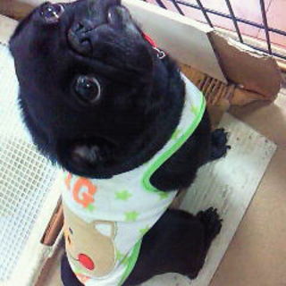 pet2013-05-09-1-231765936251_th320