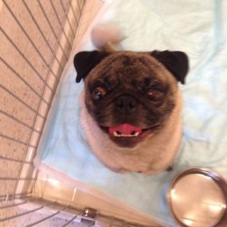 pet2014-07-01-11-551011645846_th320