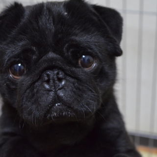 pet2014-12-19-12-191454049603_th320