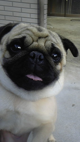 pet2013-03-03-1-062021721682