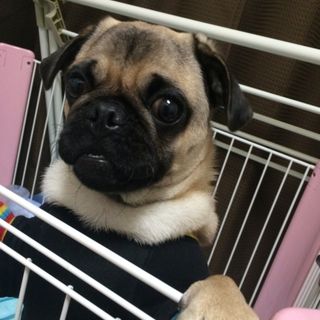 pet2014-11-30-8-13610297981_th320