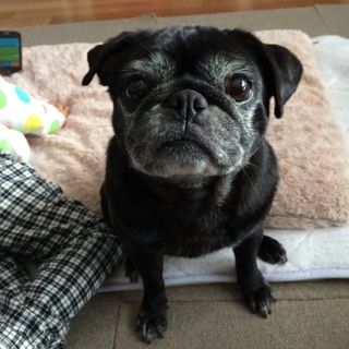 pet2014-07-18-10-161824929047_th320