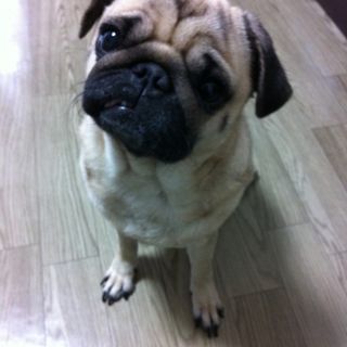 pet2014-02-08-6-26581448466_th320